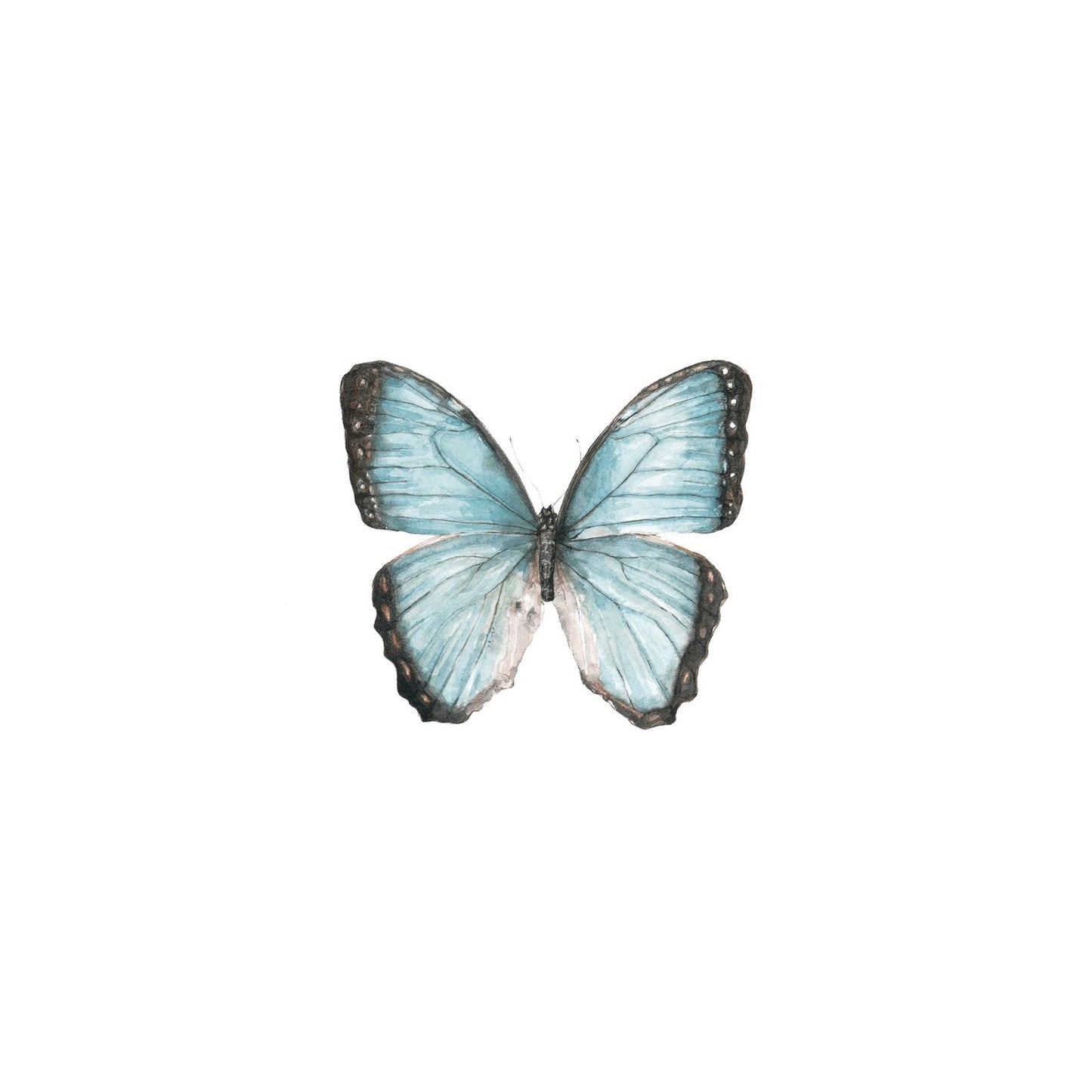Blue Butterfly
