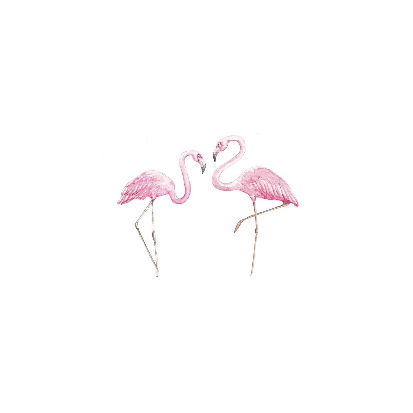 Flamingos