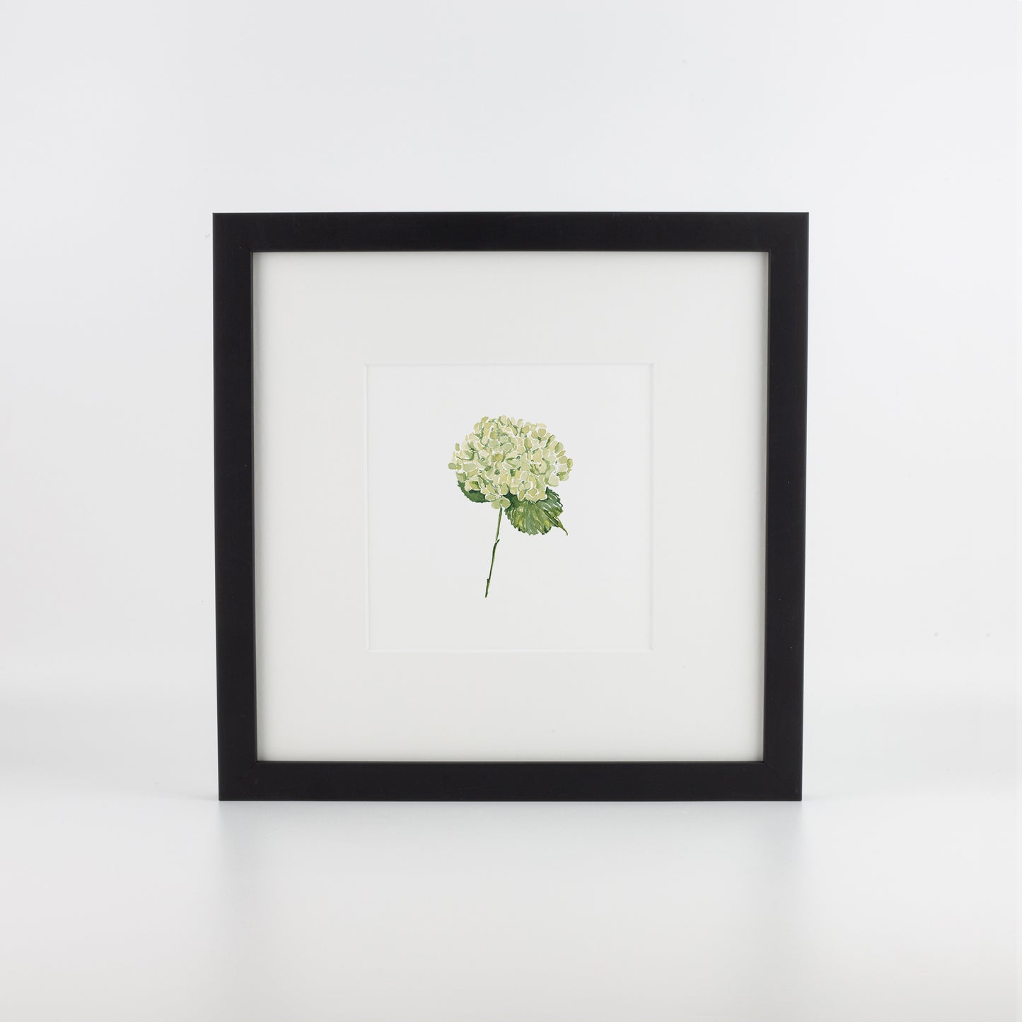 Green Hydrangea