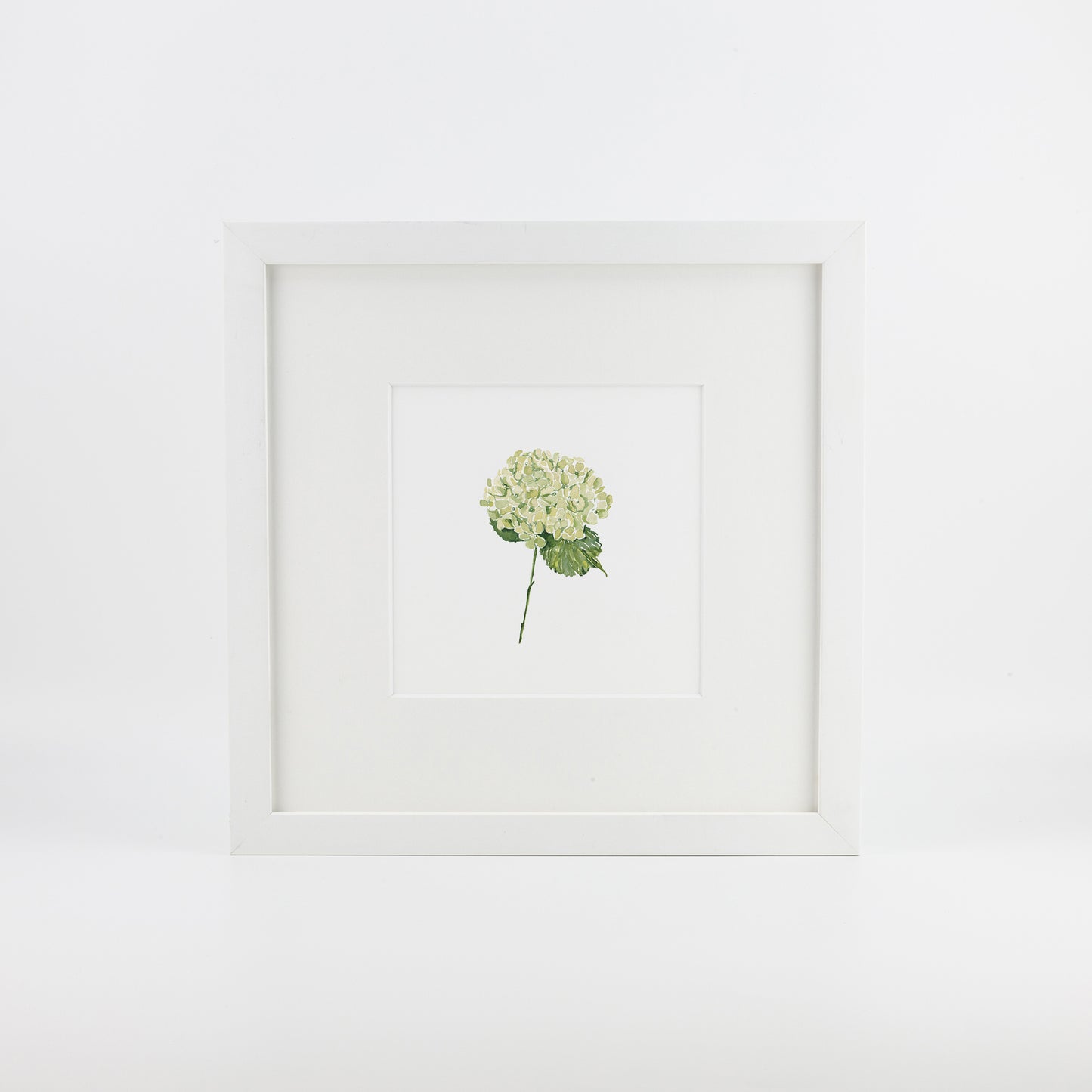 Green Hydrangea