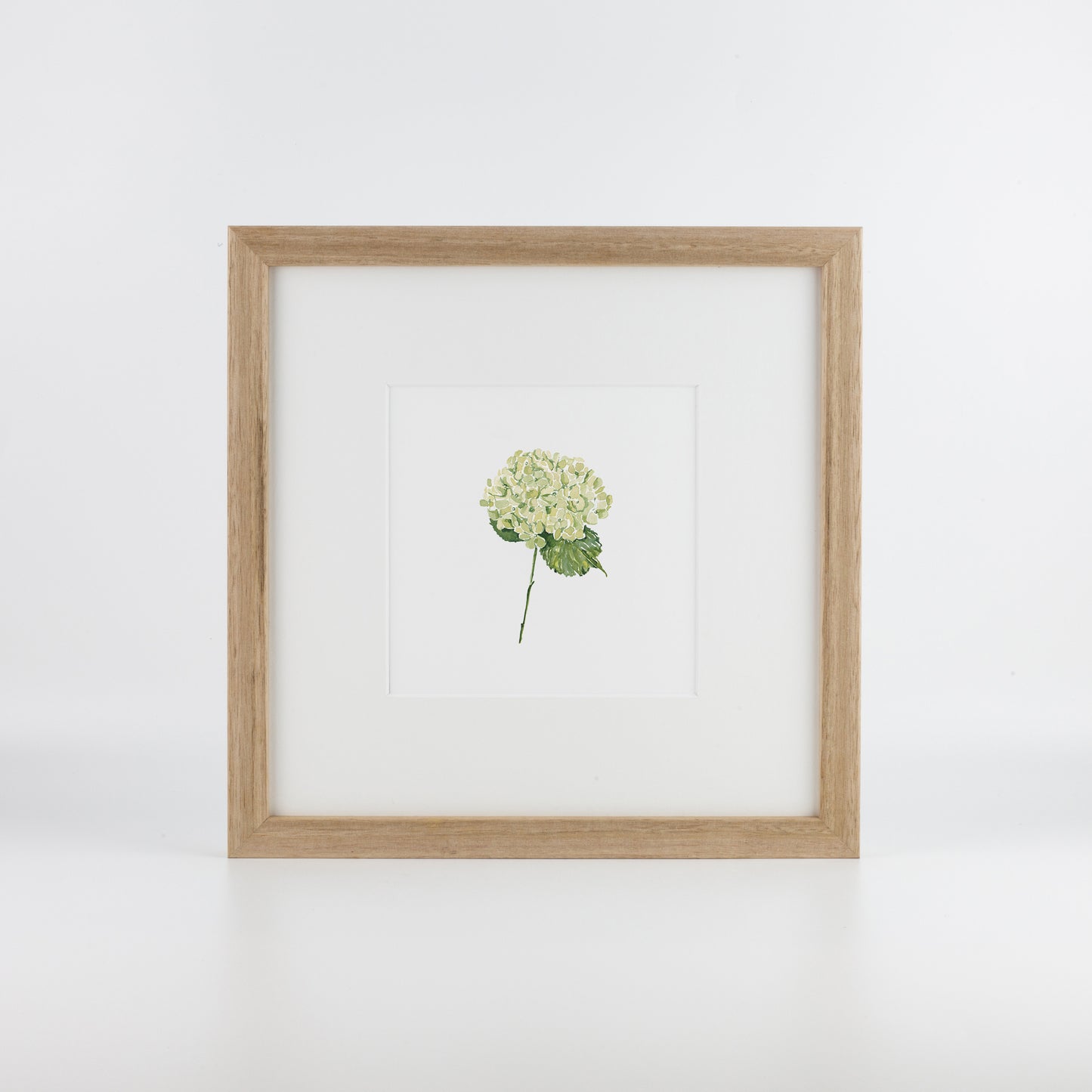 Green Hydrangea