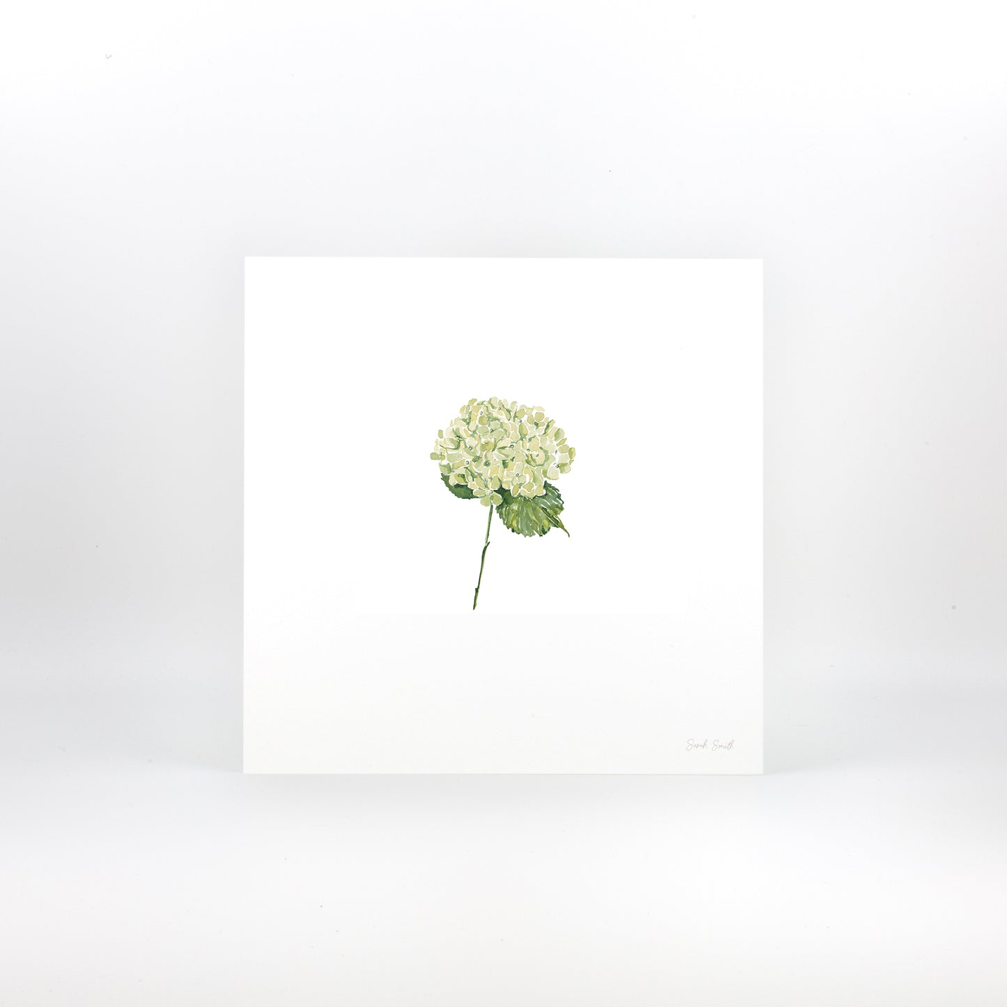 Green Hydrangea