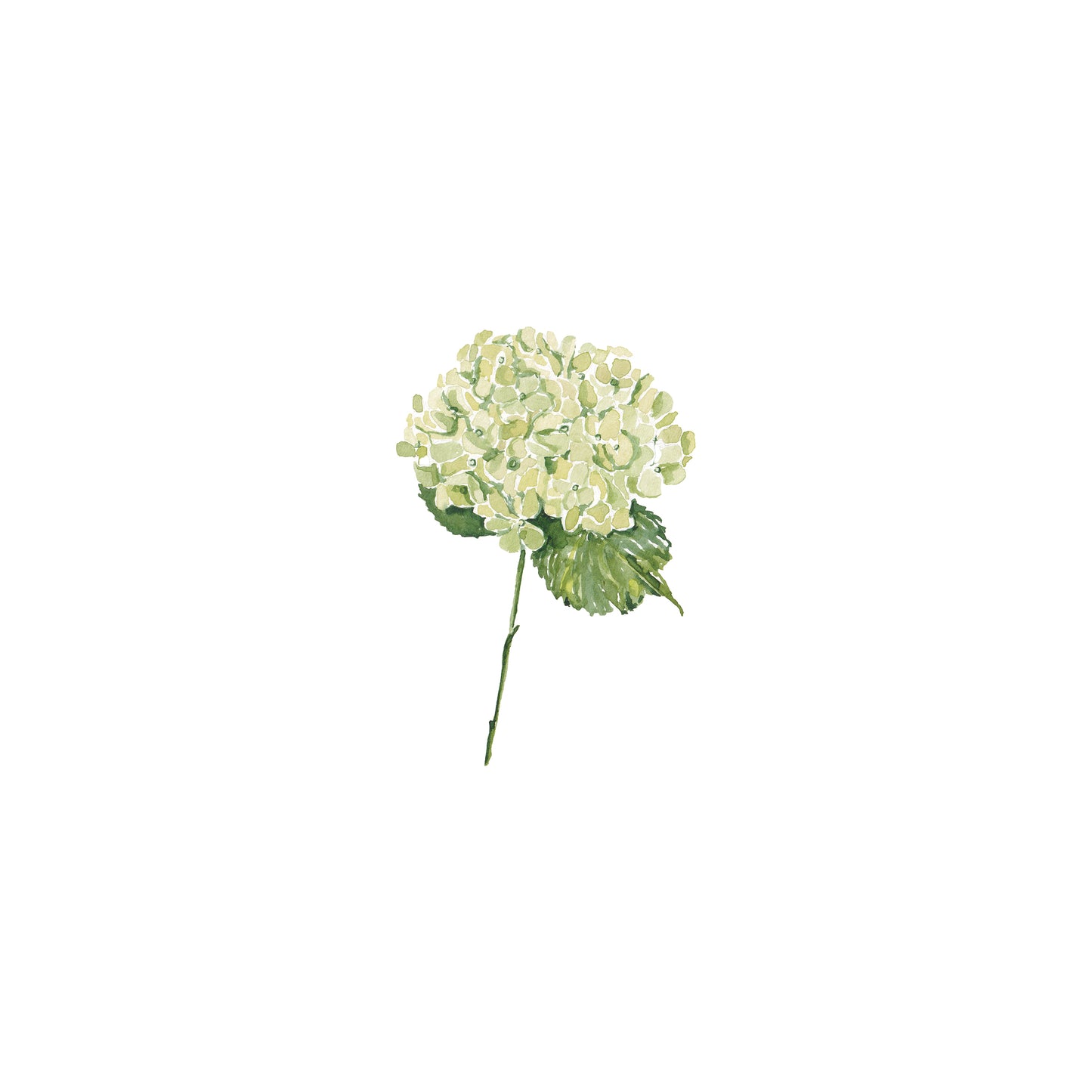 Green Hydrangea