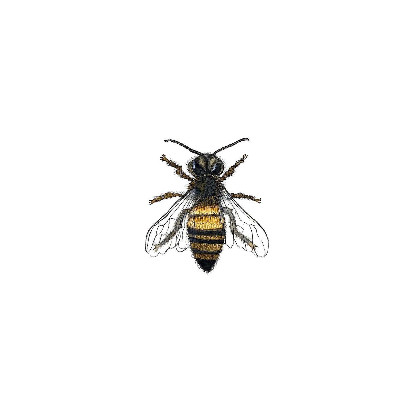 Honey Bee