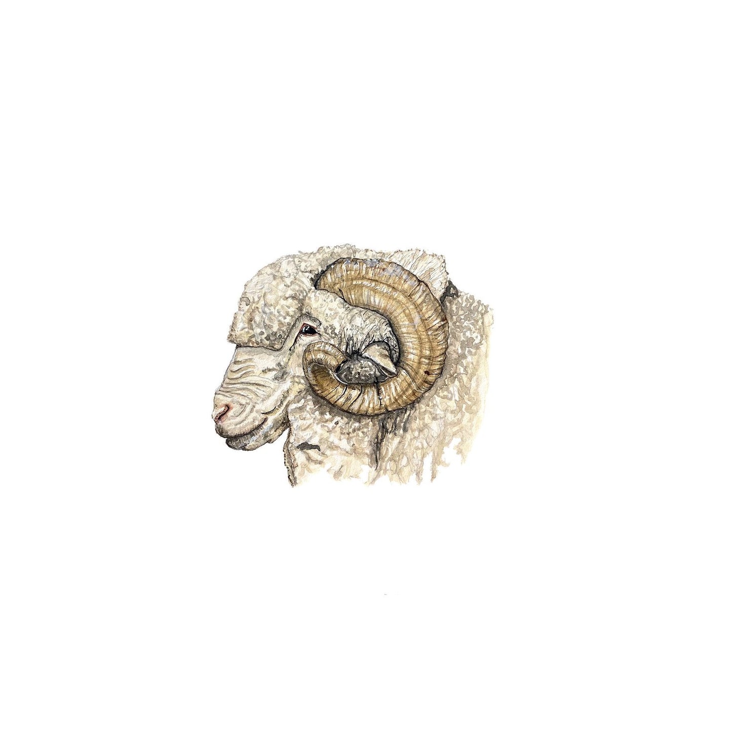 Merino