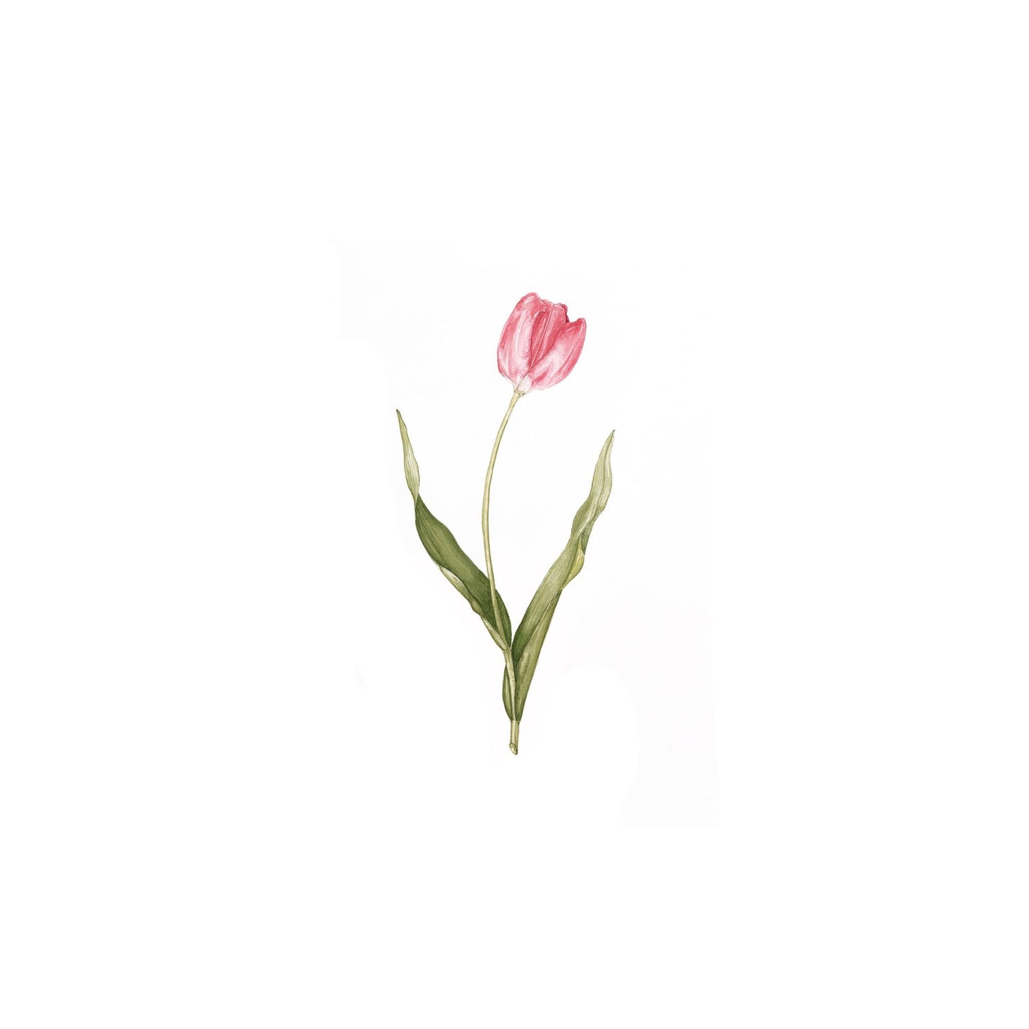 Pink Tulip