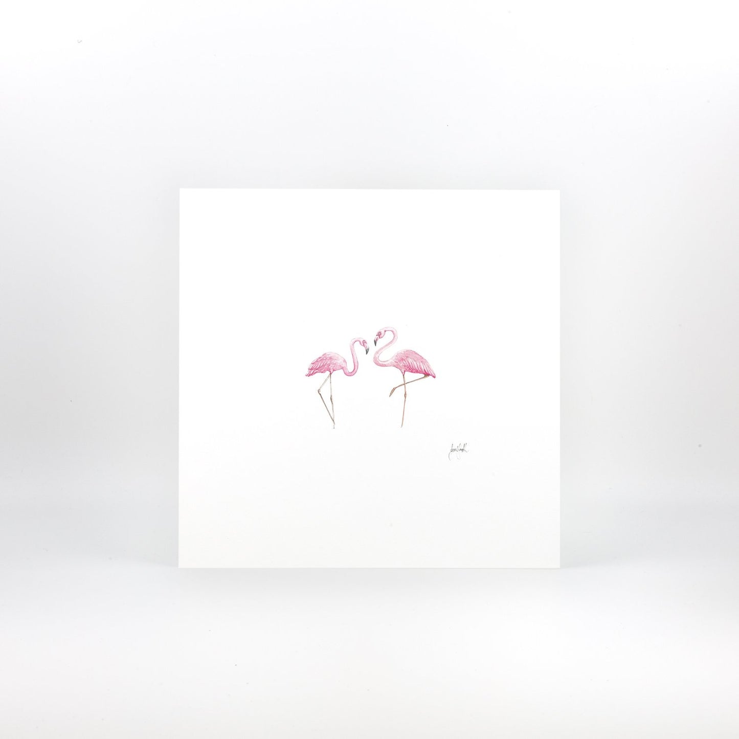 Flamingos