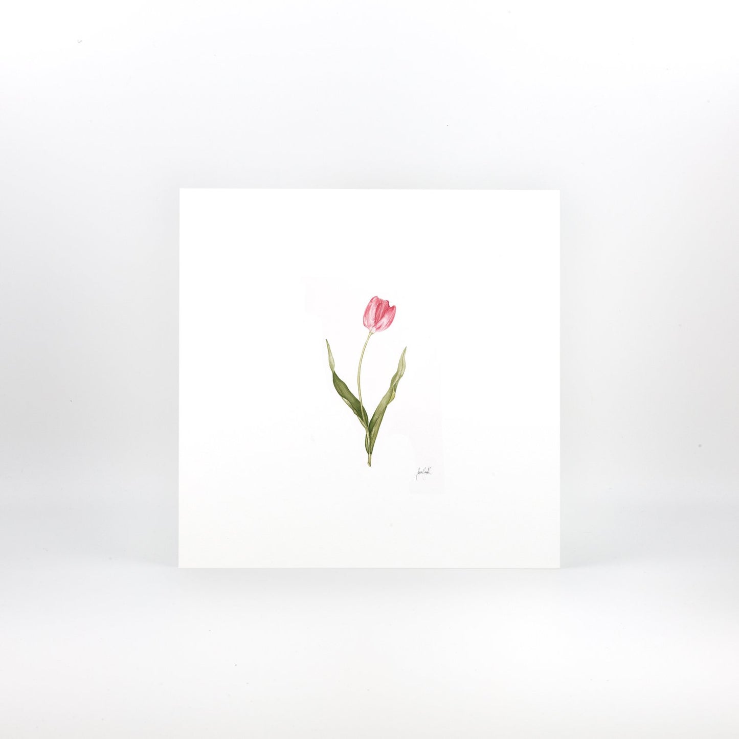Pink Tulip