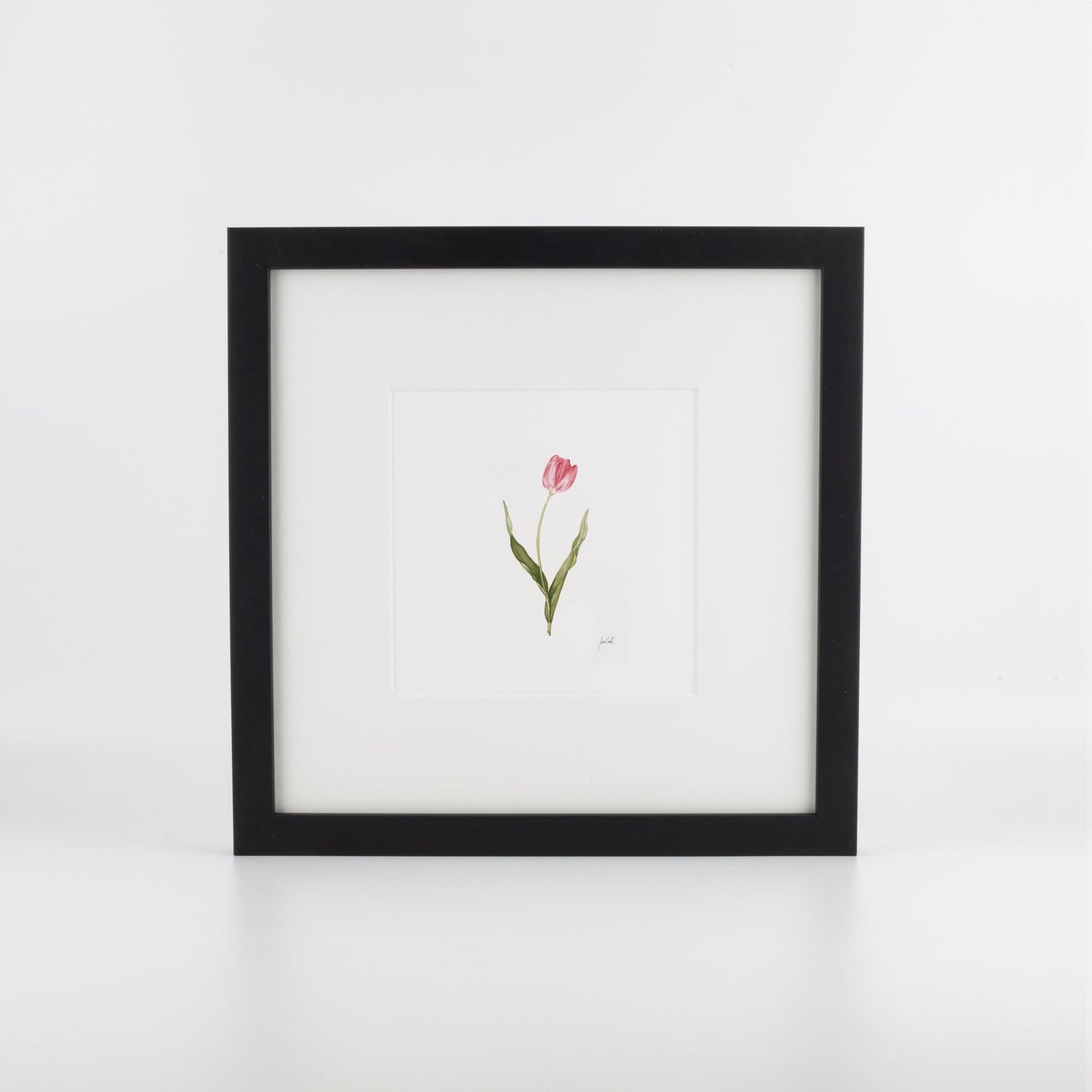 Pink Tulip