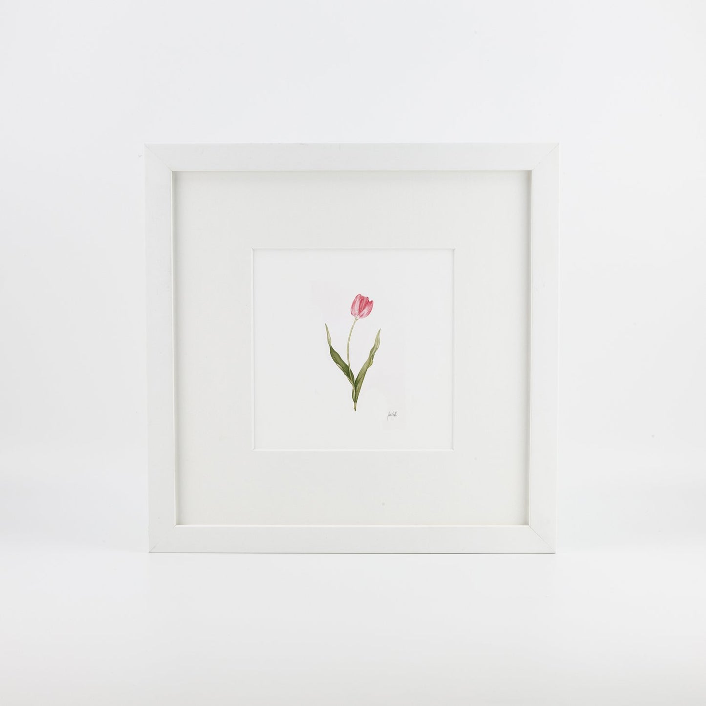 Pink Tulip