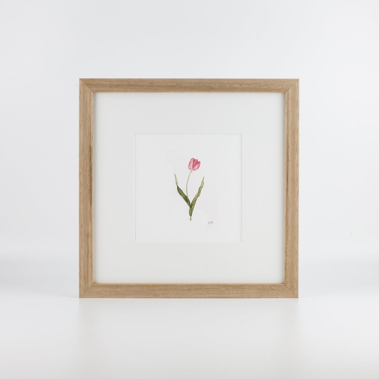 Pink Tulip