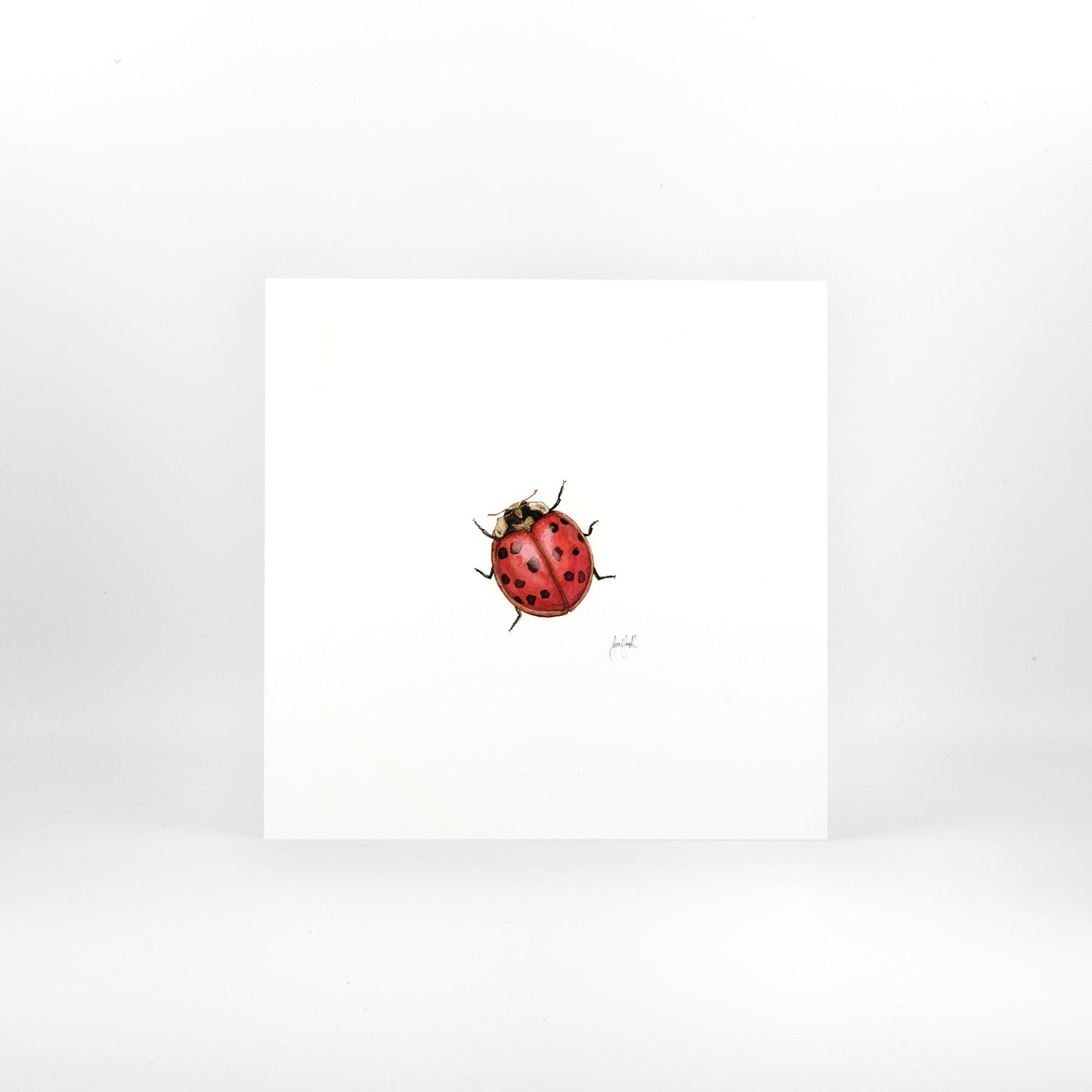 Ladybird