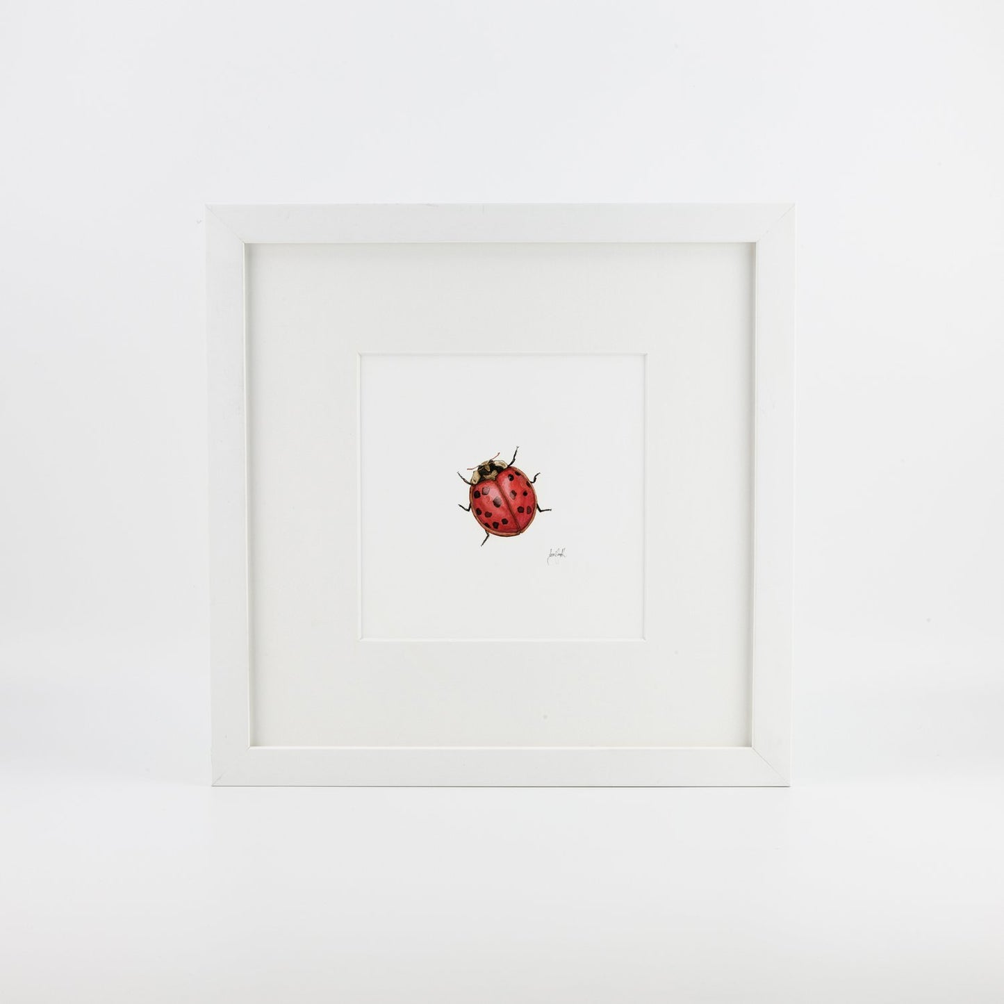 Ladybird