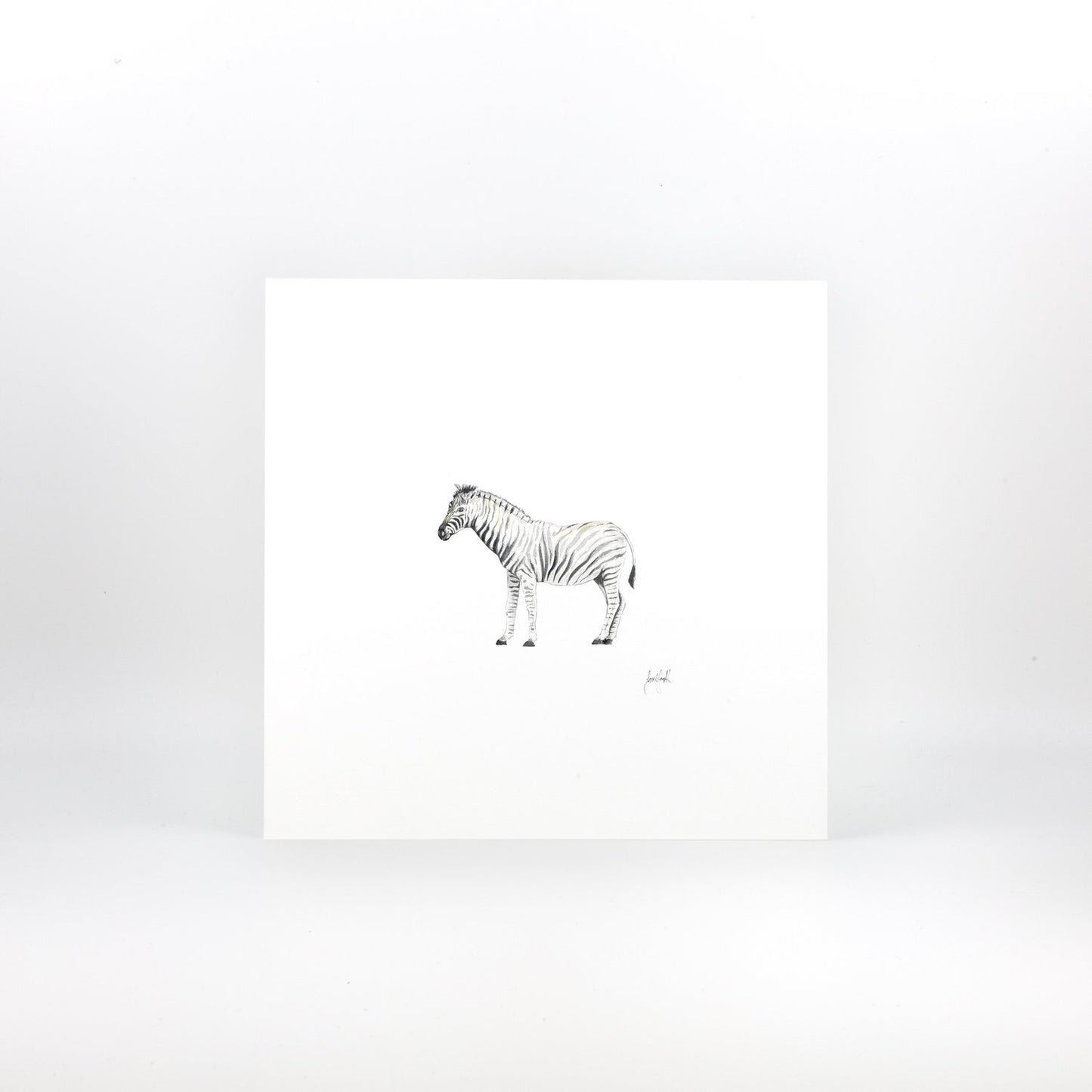 Zebra