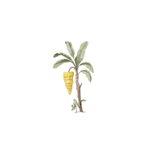 Banana Palm