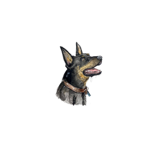 Black Kelpie