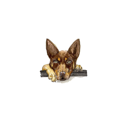 Brown Kelpie