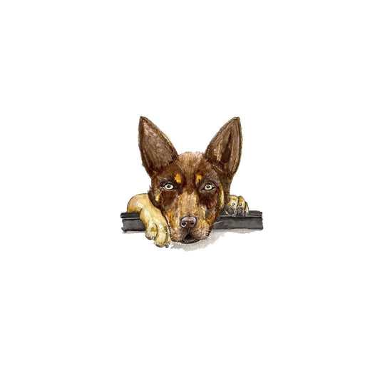 Brown Kelpie