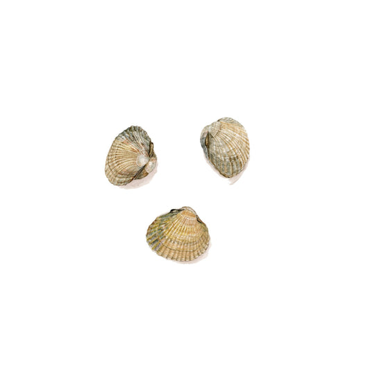 Cockle Shells