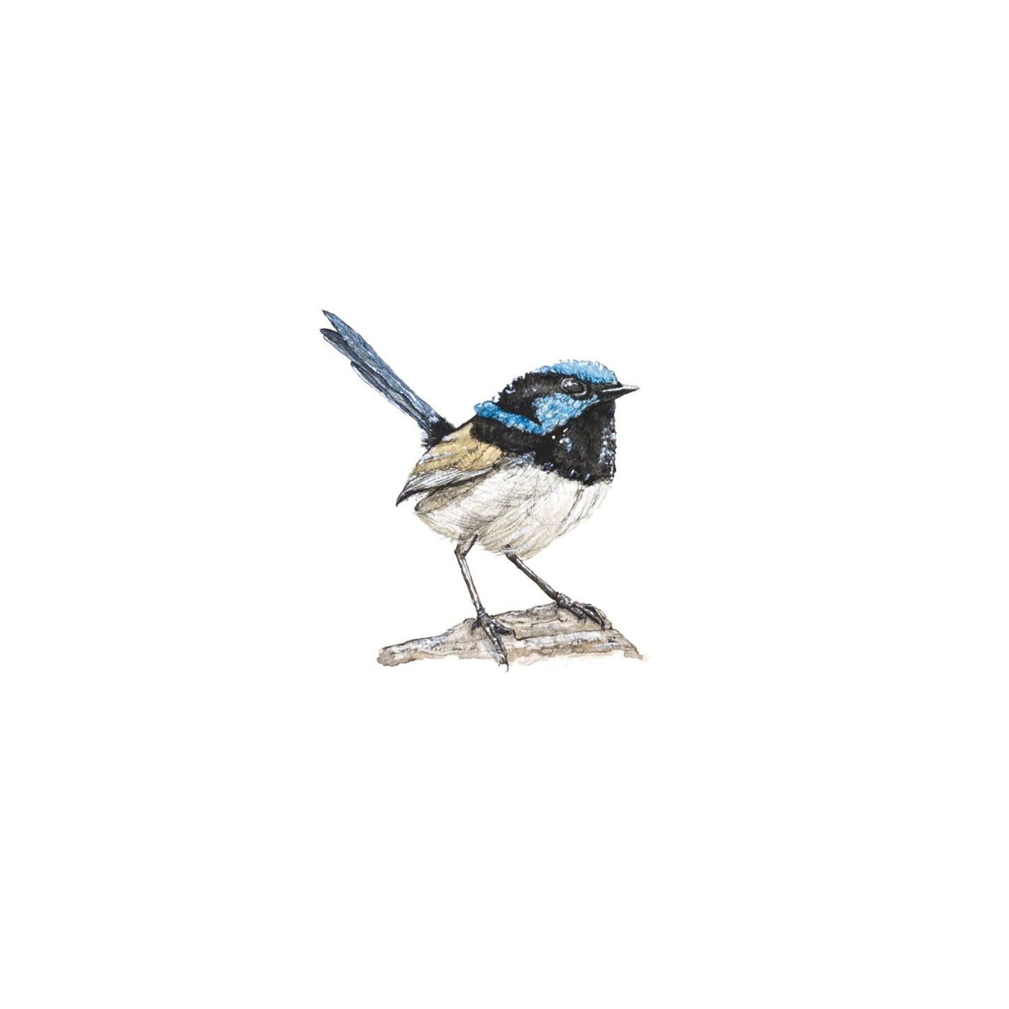 Fairy Wren