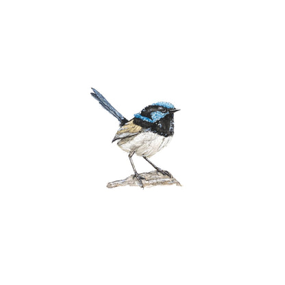 Fairy Wren