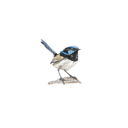 Fairy Wren