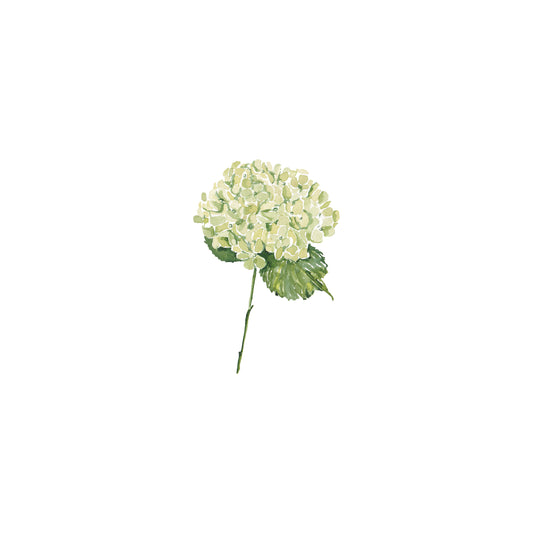 Green Hydrangea