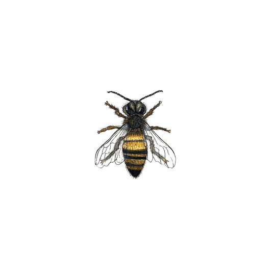Honey Bee