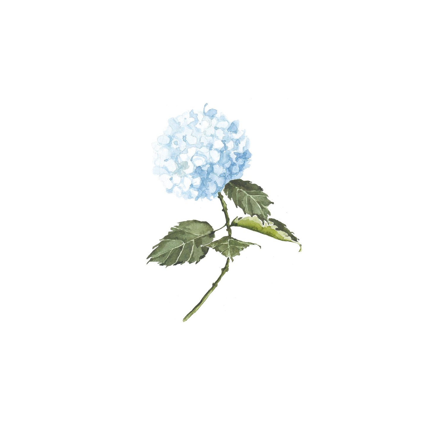 Blue Hydrangea