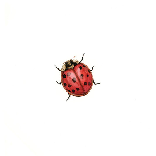 Ladybird
