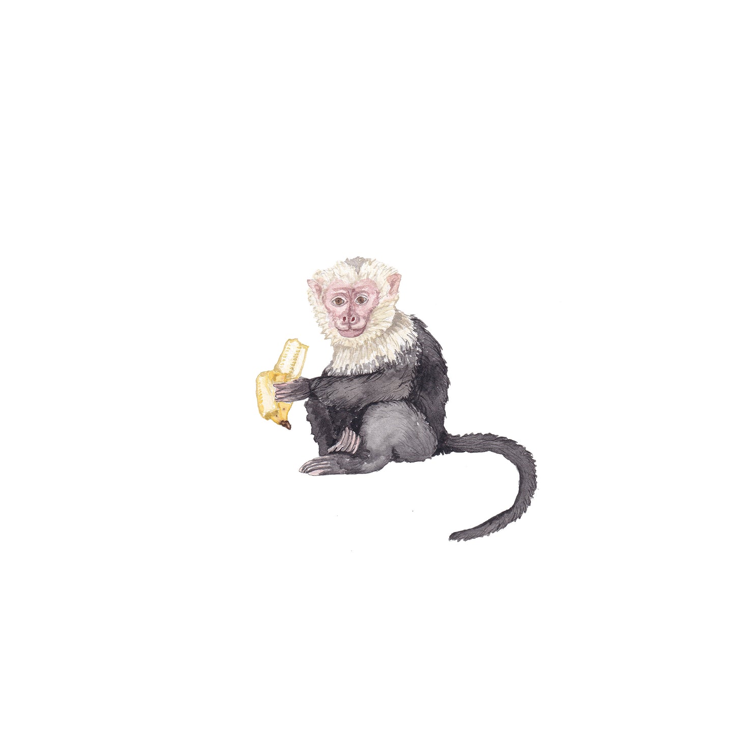 Monkey