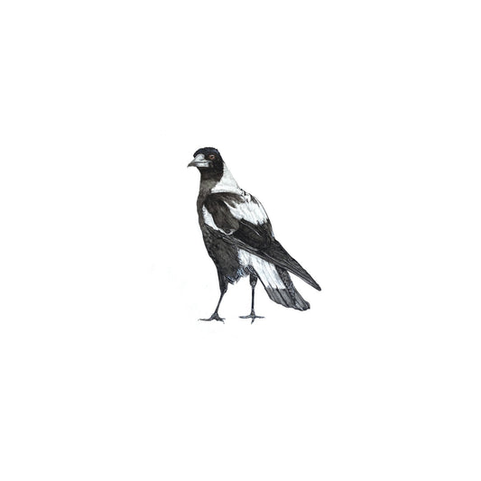Magpie