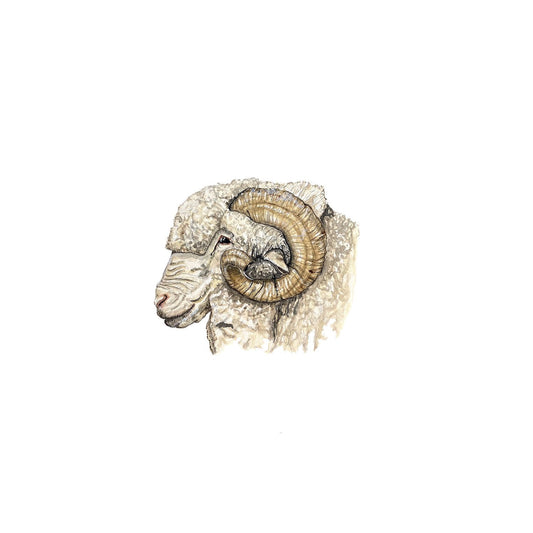 Merino