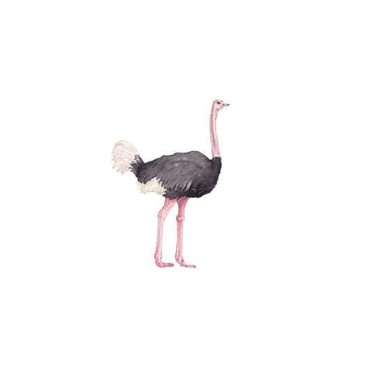 Ostrich