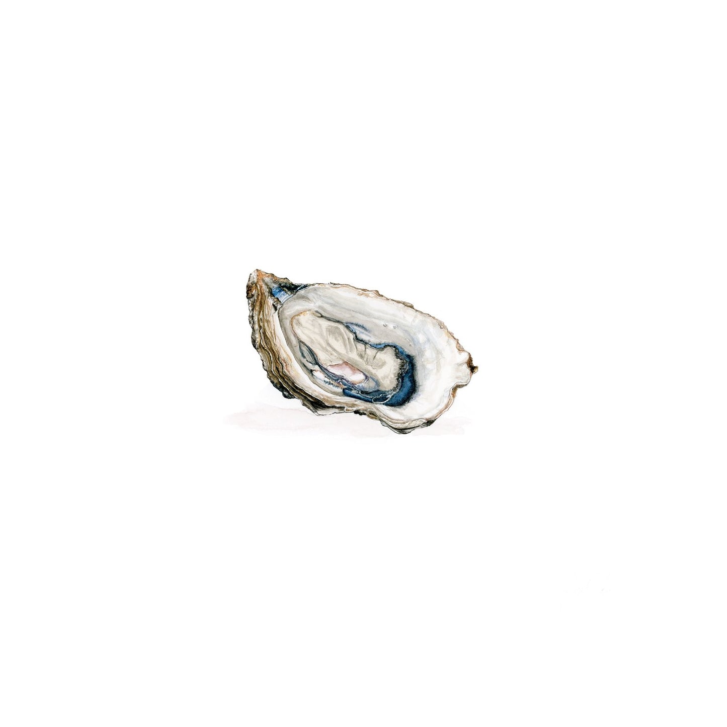 Oyster