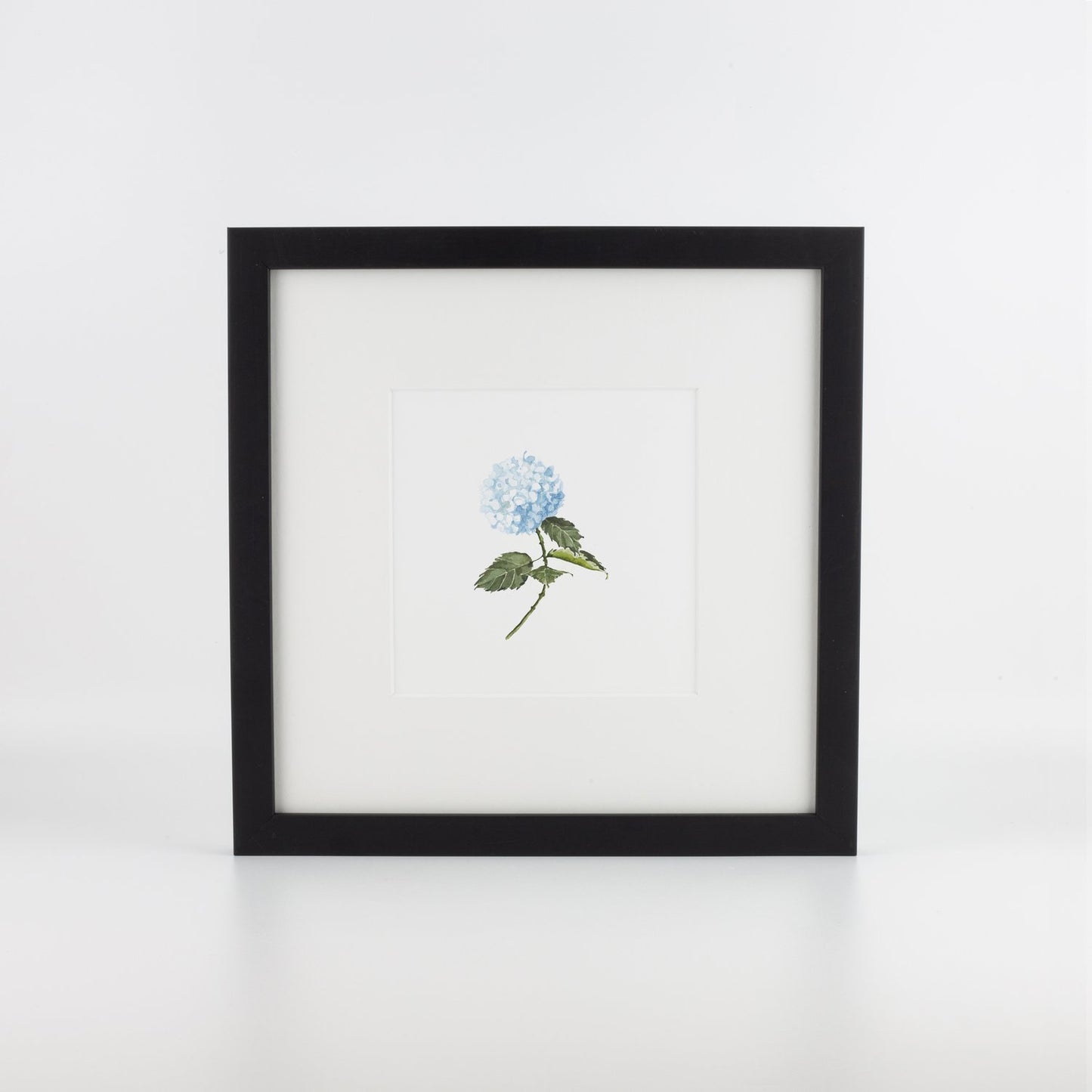 Blue Hydrangea