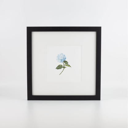 Blue Hydrangea