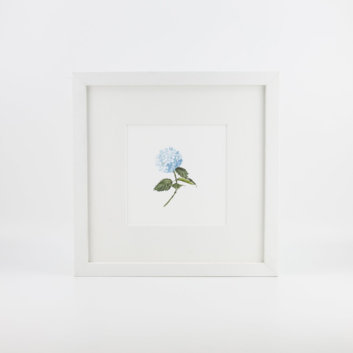 Blue Hydrangea