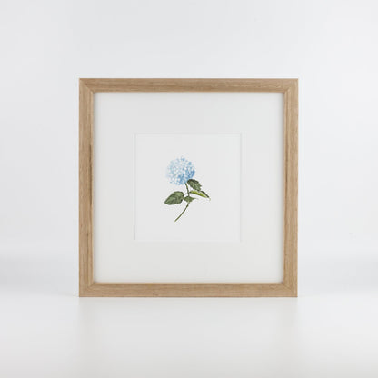 Blue Hydrangea
