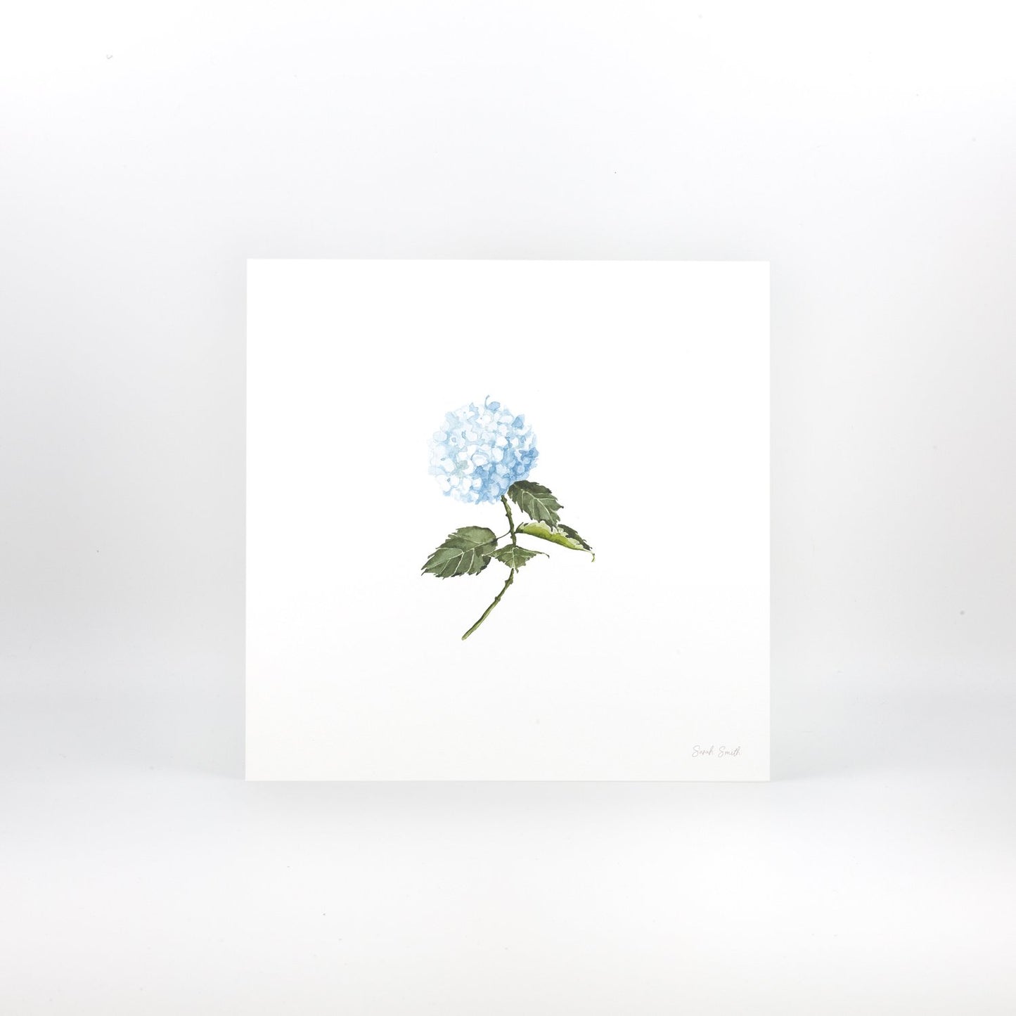 Blue Hydrangea