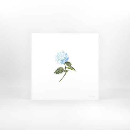 Blue Hydrangea