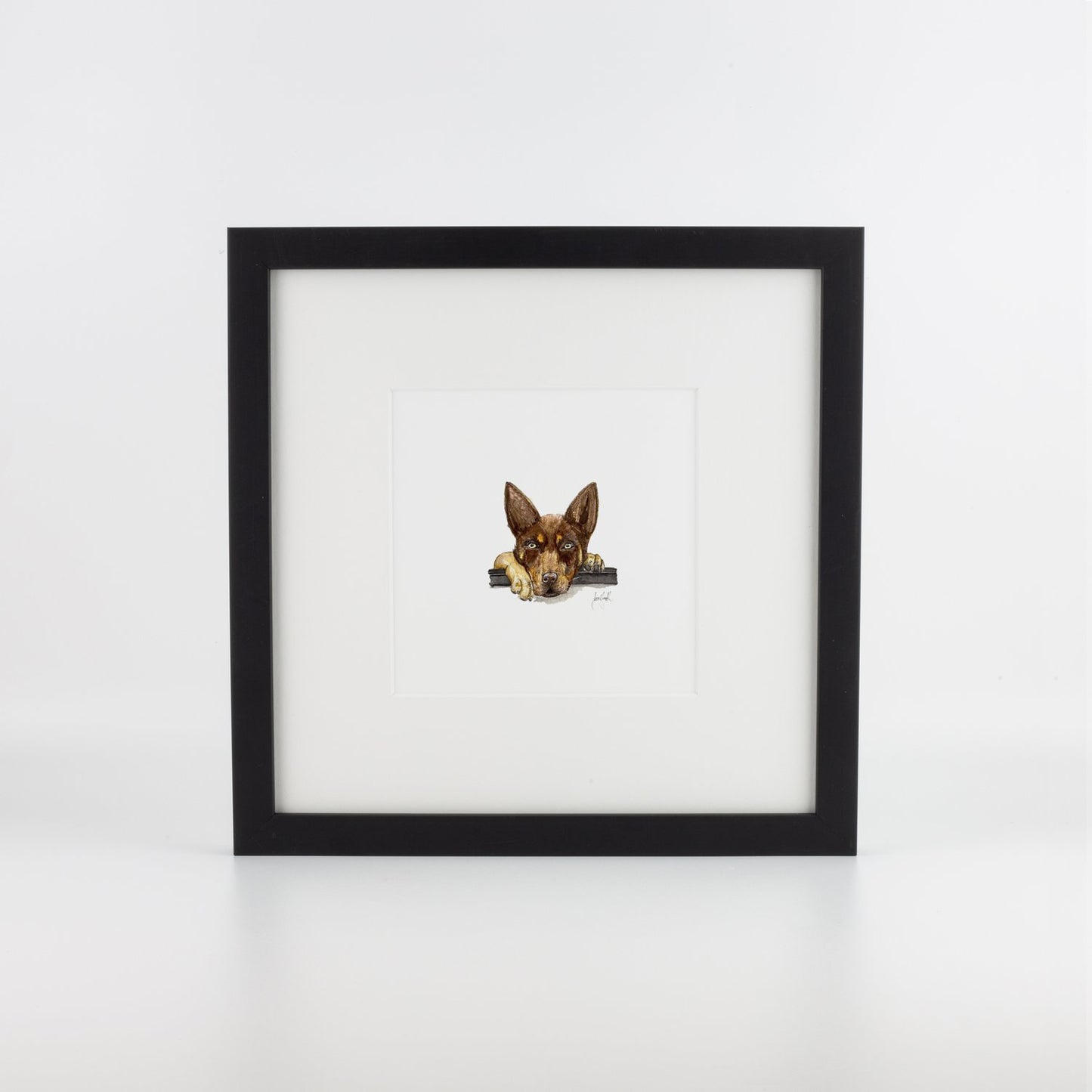 Brown Kelpie