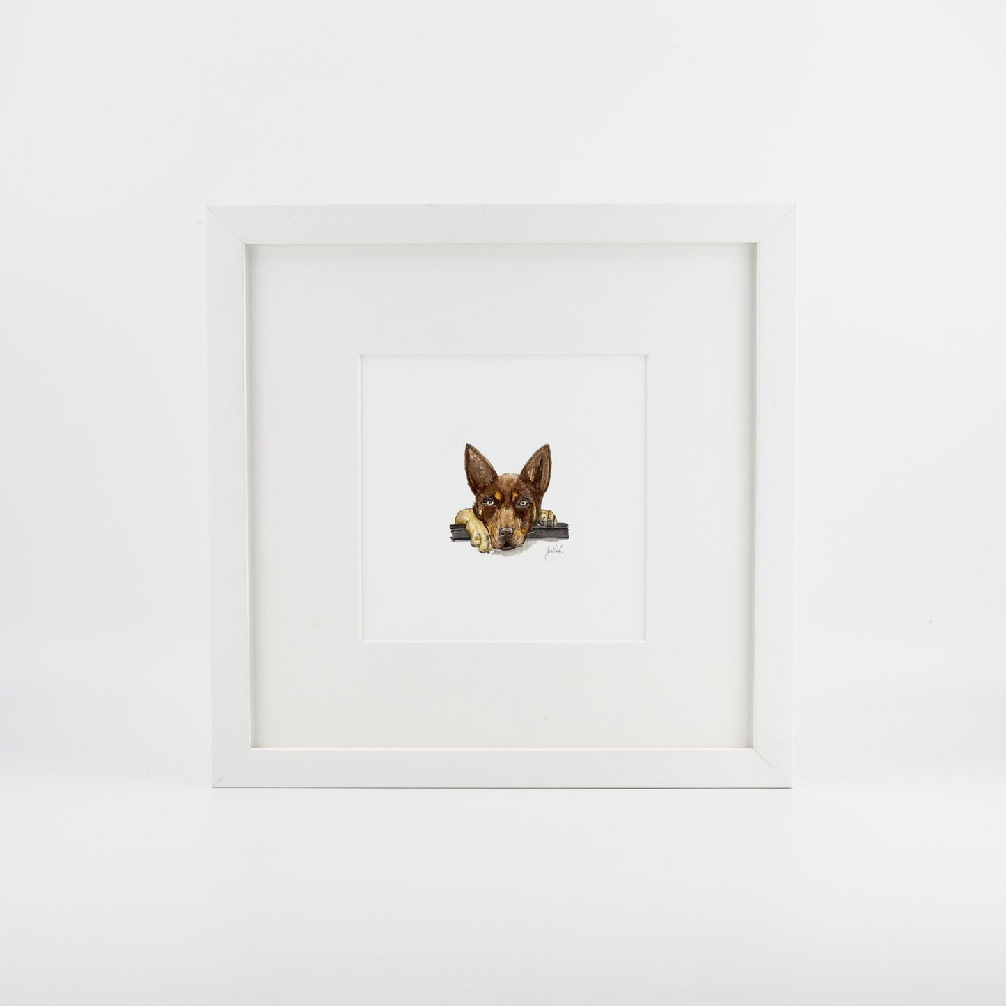 Brown Kelpie