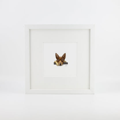 Brown Kelpie