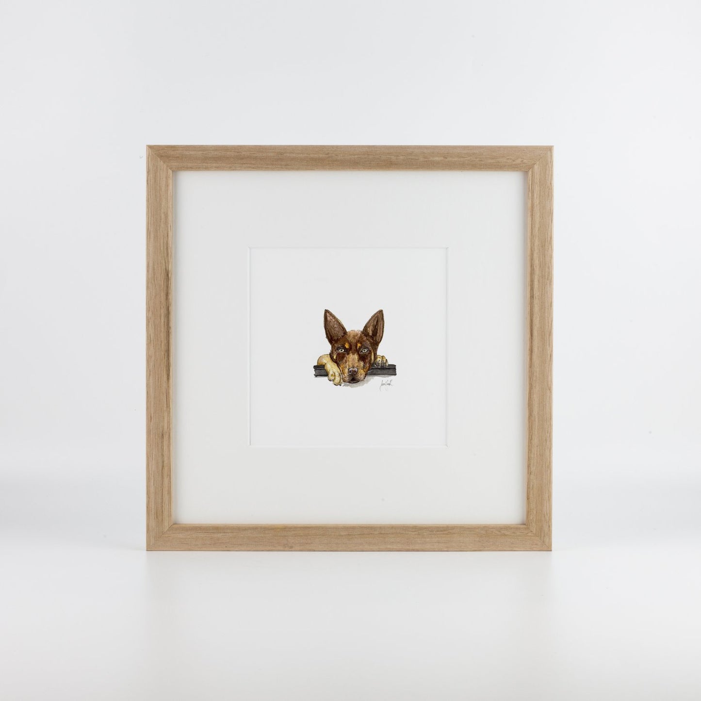 Brown Kelpie