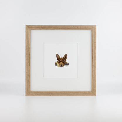 Brown Kelpie