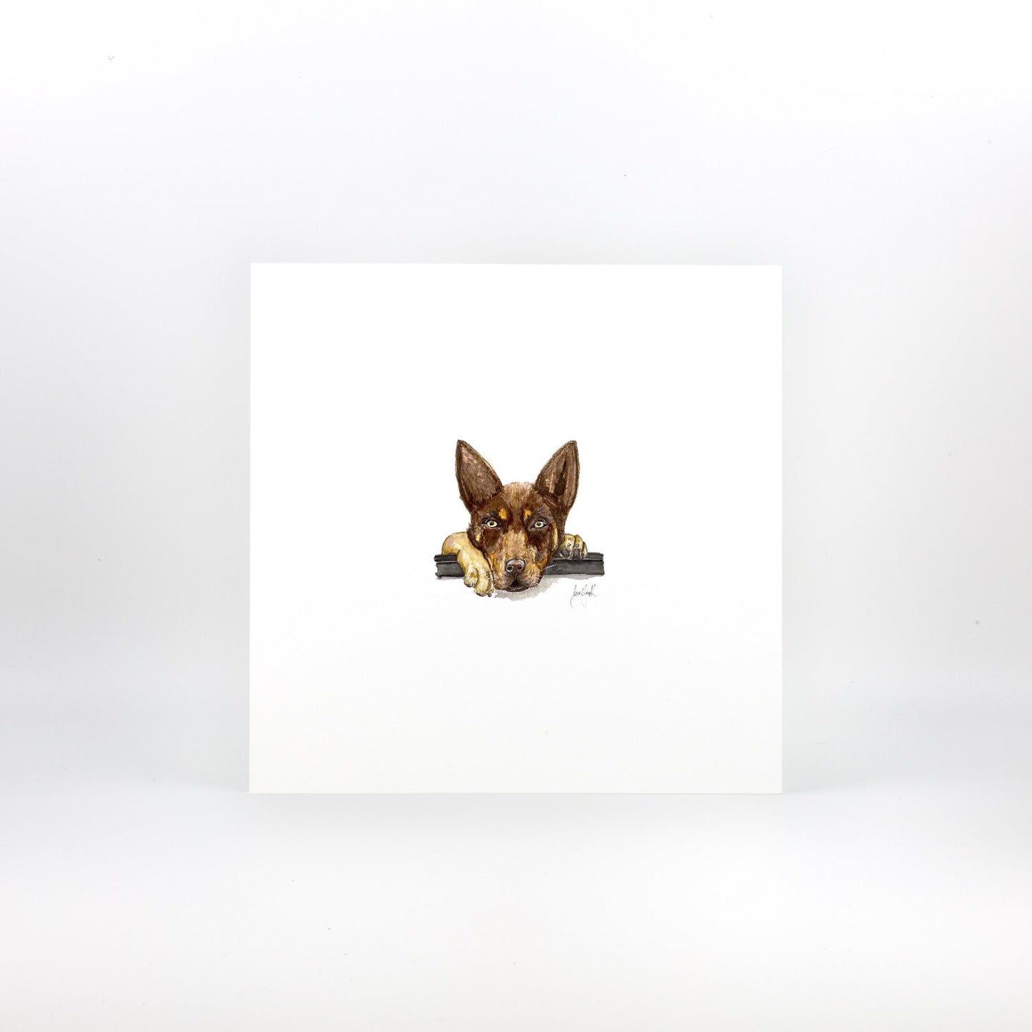 Brown Kelpie