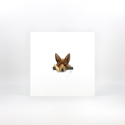 Brown Kelpie
