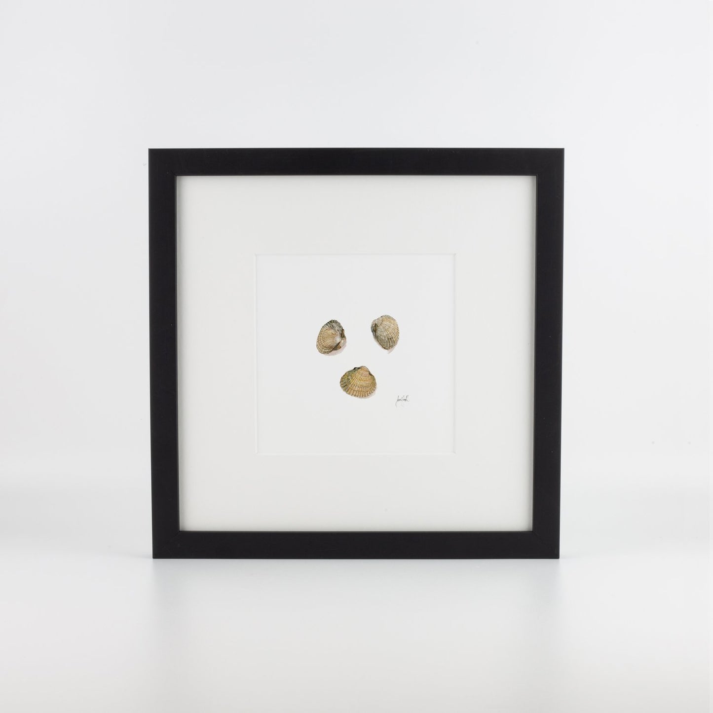 Cockle Shells