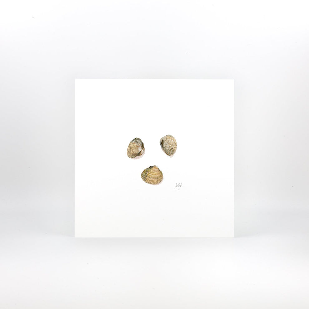 Cockle Shells – Sarah Smith Artist